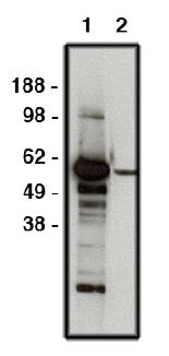 Rabbit anti Human FBXW7 Antibody
