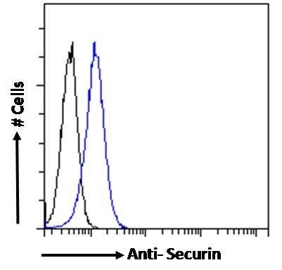 Pituitary tumor-transforming 1/Securin Antibody