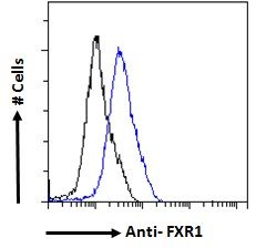 FXR1 Antibody