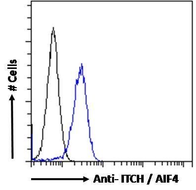 ITCH/AIF4 Antibody