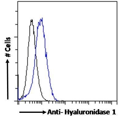 Hyaluronidase 1 Antibody