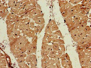 FDPS Antibody