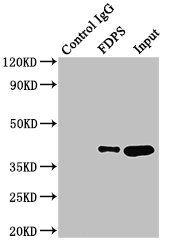 FDPS Antibody
