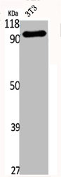 FER Antibody