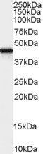 FEZ1/Zygin 1 Antibody