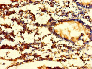 FGF13 Antibody