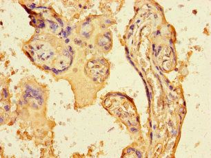 FGF13 Antibody