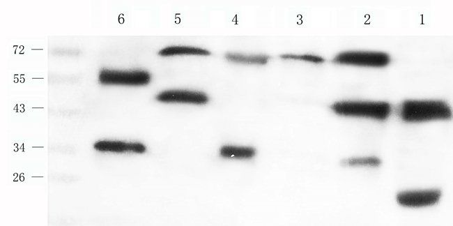 FGF13 Rabbit Polyclonal Antibody