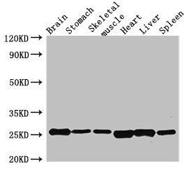 Fgf15 Antibody