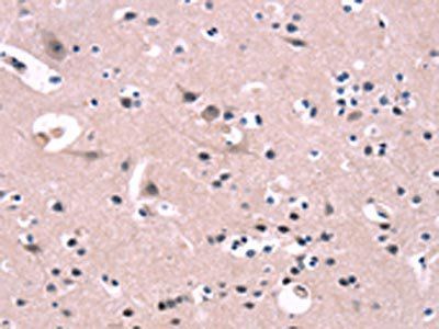 FGF16 Antibody