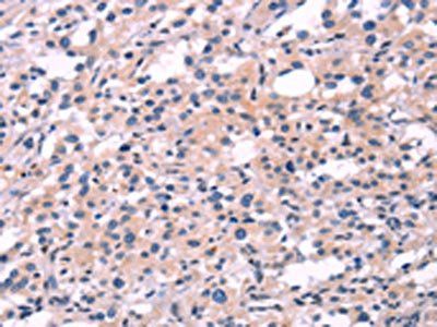 FGF16 Antibody