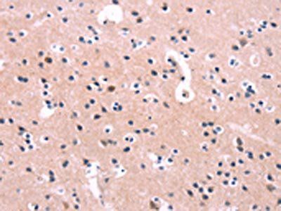 FGF16 Antibody
