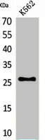 FGF16 Antibody