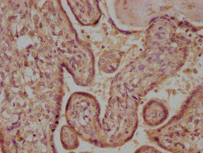 FGF16 Antibody
