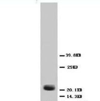 Fibroblast growth factor 4 FGF4 Rabbit Polyclonal Antibody