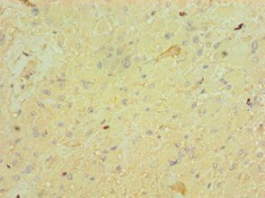 FGF9 Antibody