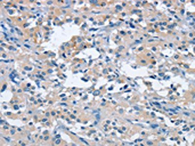 FGF9 Antibody