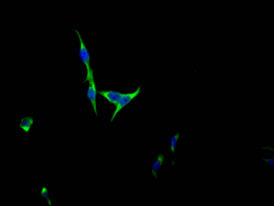 FGFR3 Antibody