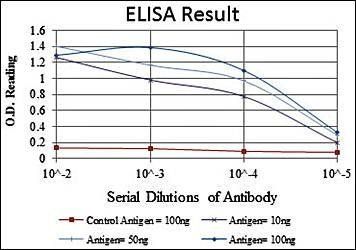 FGG Antibody
