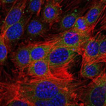 FGG Antibody