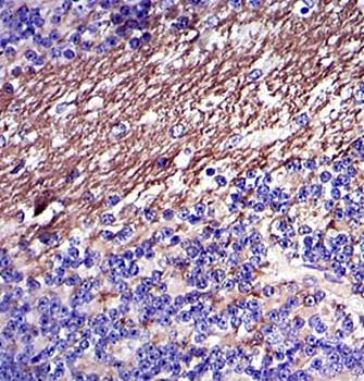 FGG Antibody
