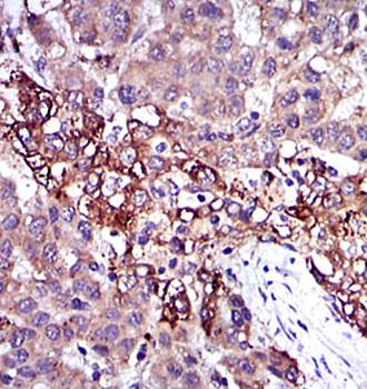 FGG Antibody