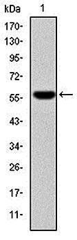 FGG Antibody