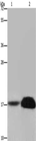 FHIT Antibody
