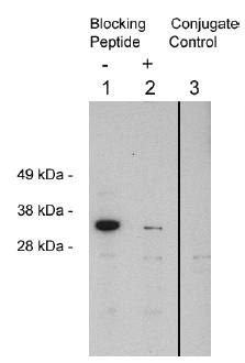 Rabbit anti Human FHL2 Antibody