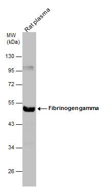 Fibrinogen gamma Rabbit Polyclonal Antibody