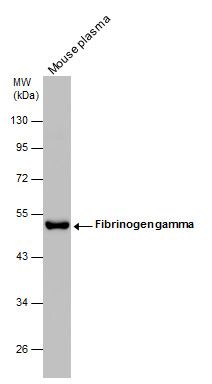 Fibrinogen gamma Rabbit Polyclonal Antibody