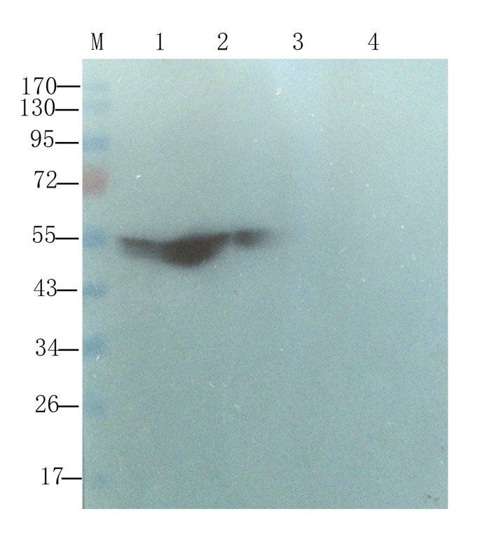 Fibrinopeptide B Rabbit Polyclonal Antibody