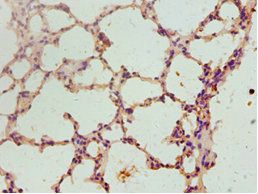 FGF2 Antibody