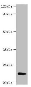 FGF21 Antibody