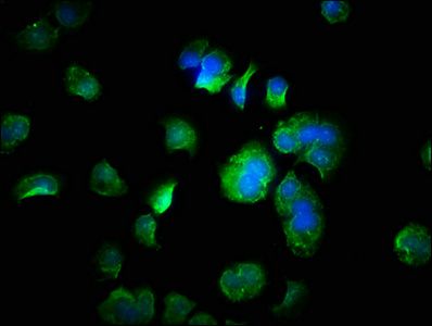 FANK1 Antibody