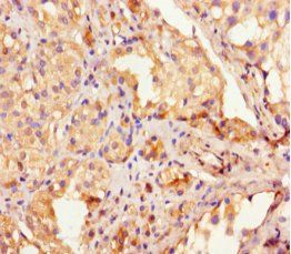 FLG Antibody
