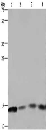 FIS1 Antibody