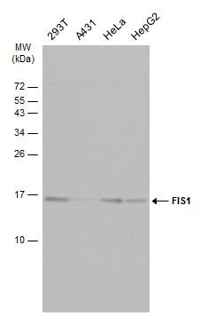 FIS1 Rabbit Polyclonal Antibody