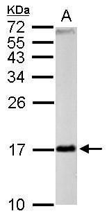 FIS1 Rabbit Polyclonal Antibody