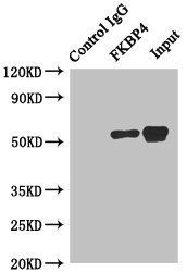 FKBP4 Antibody