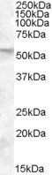 Goat anti-FKBP4 / FKBP52 Antibody