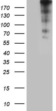 FKLF/KLF11 Antibody