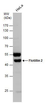 Flotillin 2 Rabbit Polyclonal Antibody