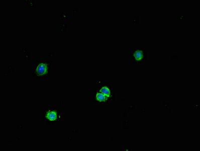 FNTB Antibody
