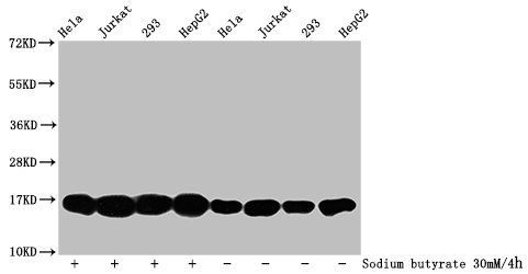 HIST1H3A Antibody