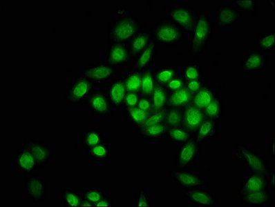 HIST1H3A Antibody
