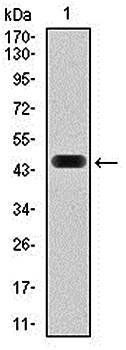 FOS Antibody