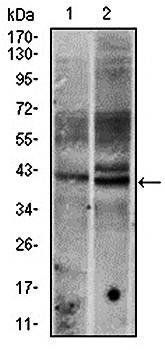 FOS Antibody
