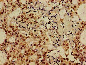 FOXA1 Antibody