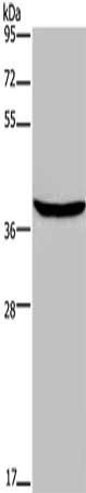 FOXE1 Antibody